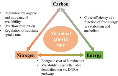 Interacting Bioenergetic and Stoichiometric Controls on Microbial Growth